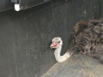 Rescatan a avestruz en Cuajimalpa