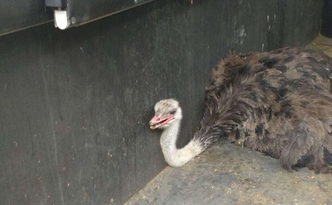 Rescatan a avestruz en Cuajimalpa