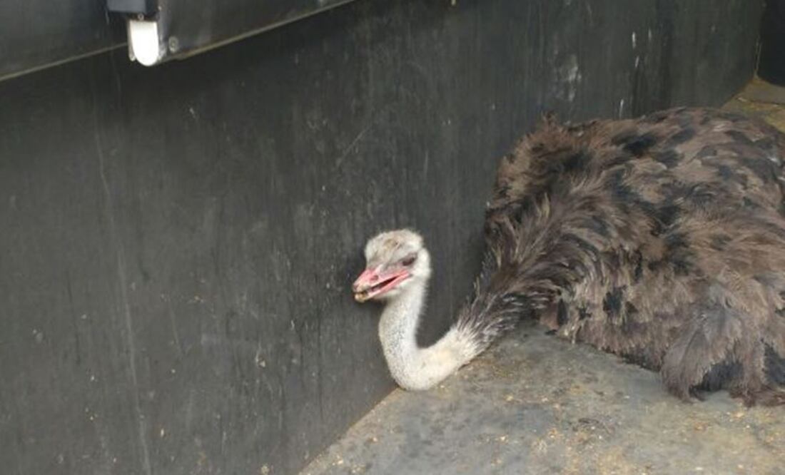 Rescatan a avestruz en Cuajimalpa