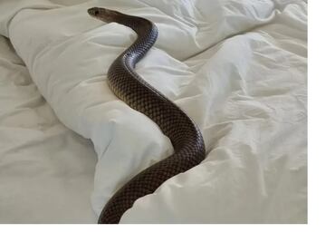 Encontró una serpiente de dos metros en su cama y se llevó el susto de su vida: “Nunca más volveré a dormir”