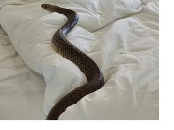 Encontró una serpiente de dos metros en su cama y se llevó el susto de su vida: “Nunca más volveré a dormir”