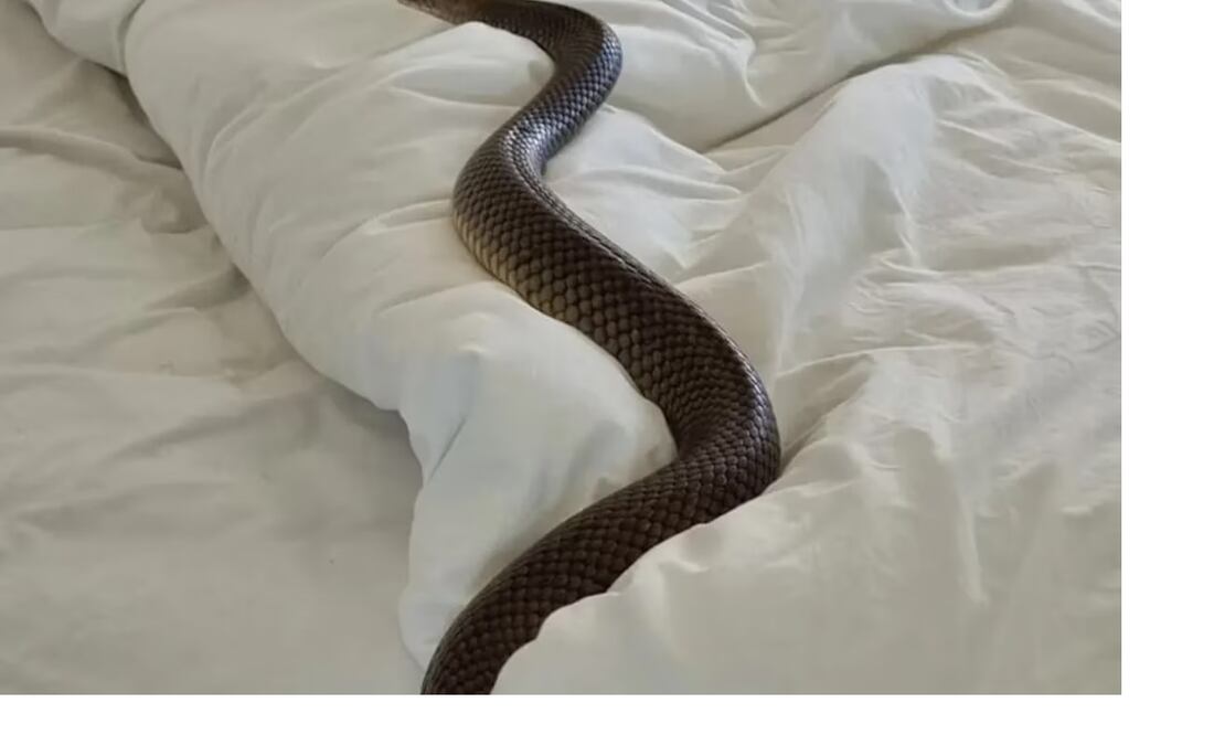 Una serpiente de 2 metros sorprendió a una mujer en Australia. FOTO: CAPTURA