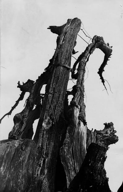 La leyenda del árbol de la Noche Triste a 40 años de su incendio