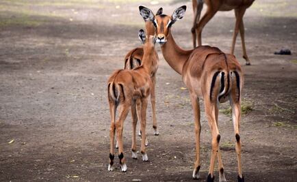 Anuncian nacimiento de dos impalas en el Zoológico de Chapultepec
