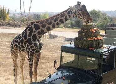 VIDEO. Jirafa "Benito" antes se llamaba "Pirru"; activistas revelan la verdadera historia del ejemplar