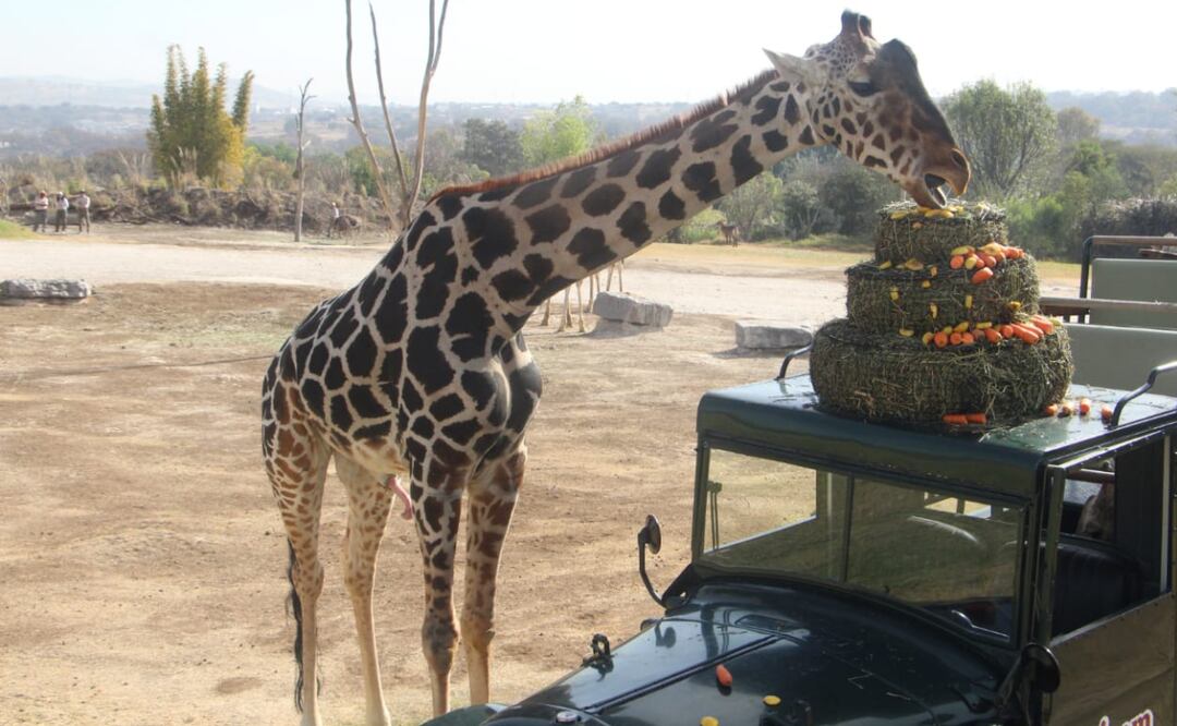 Jirafa Benito. Foto: Omar Contreras/El Universal