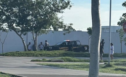 Reportan otro envenenamiento masivo de perritos en Yucatán; al menos 10 canes fueron asesinados