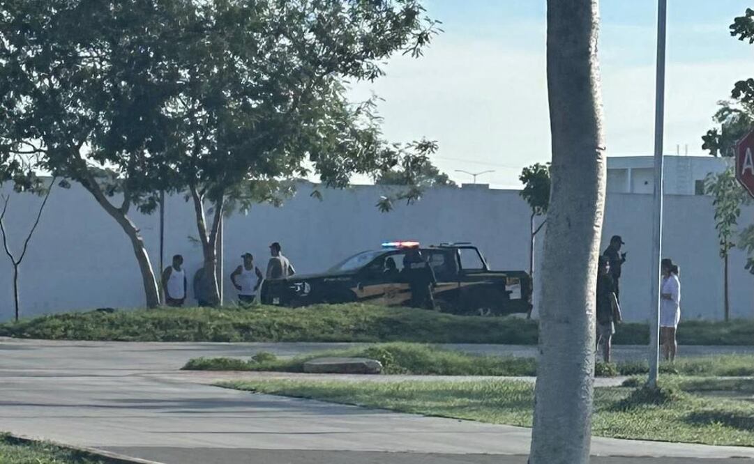 Reportan envenenamiento masivo de perros en Yucatán (09/09/2025). Foto: Especial