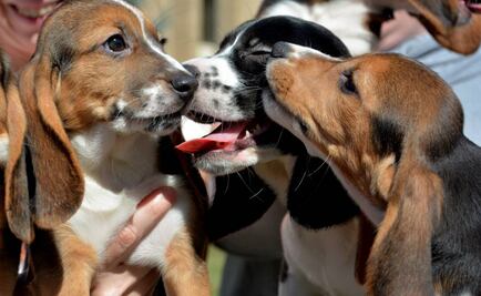 Crean los primeros perros "in vitro" en el mundo