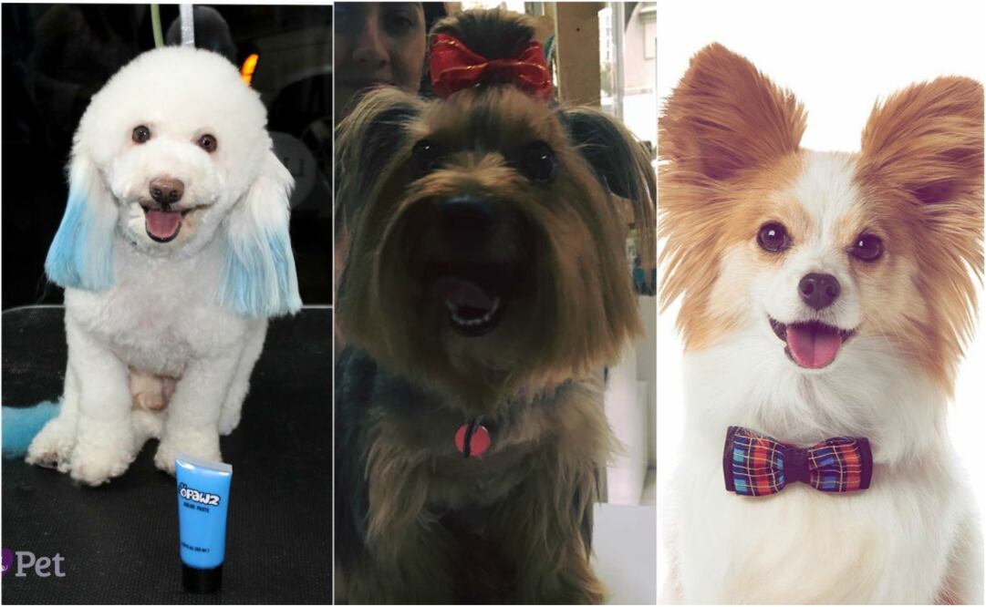 Foto: Instagram:llaospet