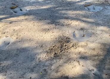 Sequía deja al descubierto huellas de dinosaurios de hace 113 millones de años