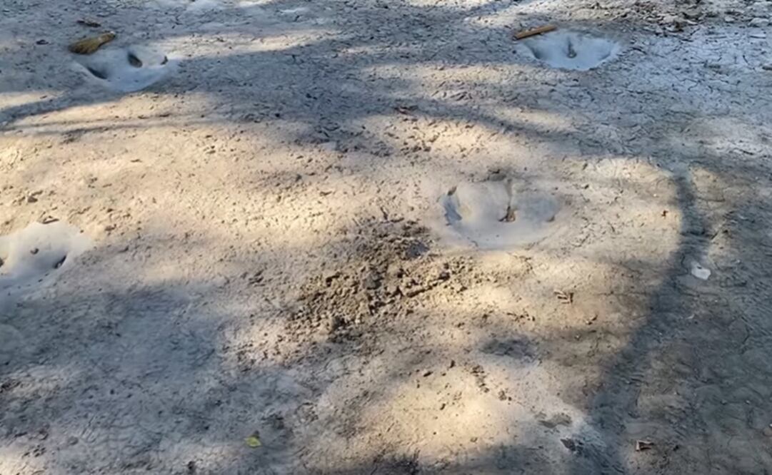 Foto: Tomada del video 