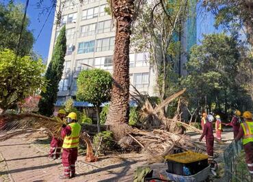 Secretaría del Medio Ambiente de CDMX inicia trabajos de atención a palmeras en Tlatelolco; retirará 19 ejemplares