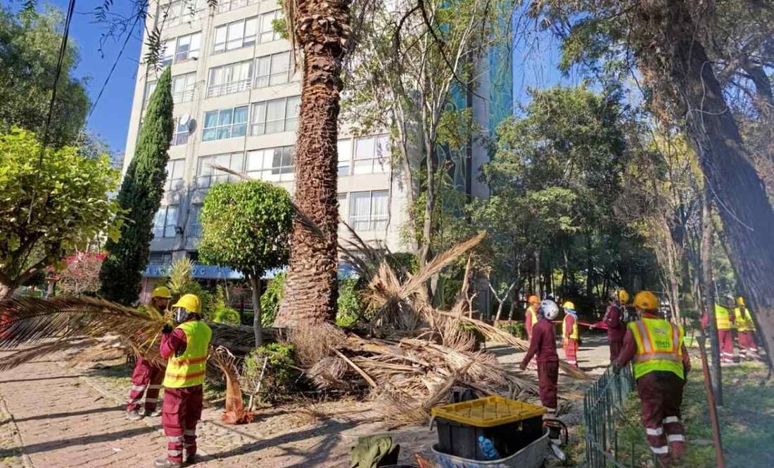 Secretaría del Medio Ambiente inicia trabajos de atención a las palmeras del conjunto urbano de Tlatelolco.
Foto: Especial.