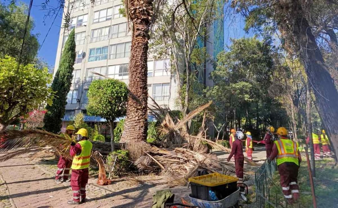Secretaría del Medio Ambiente inicia trabajos de atención a las palmeras del conjunto urbano de Tlatelolco.
Foto: Especial.