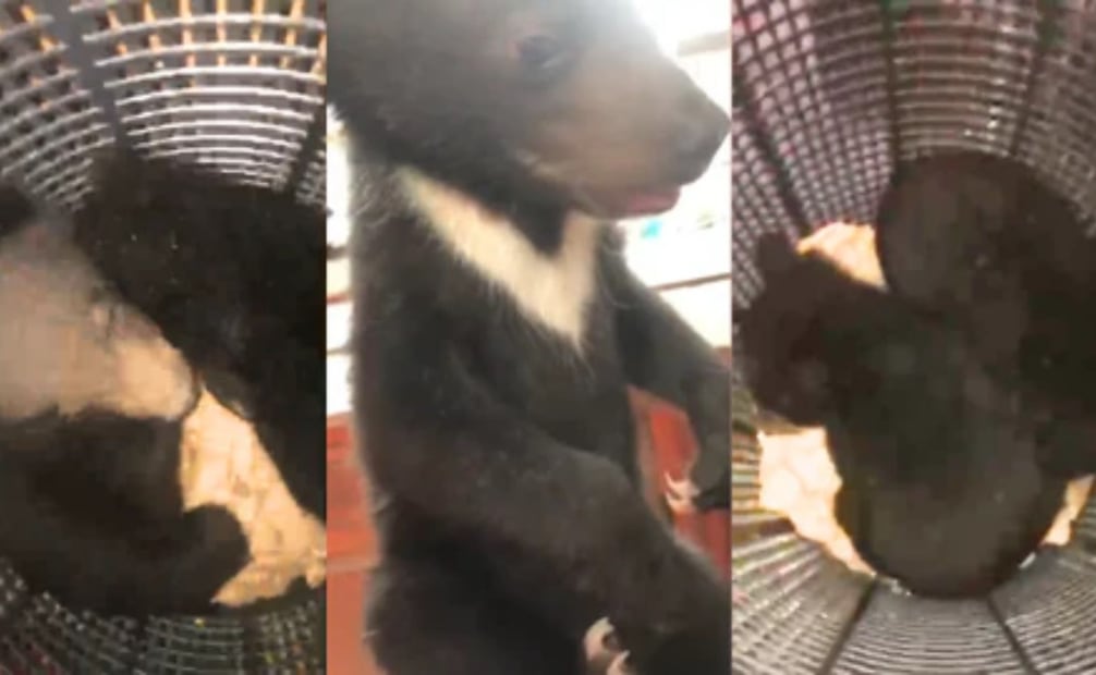 Cachorros de oso sustraídos ilegalmente de su hábitat. Foto: Free The Bears