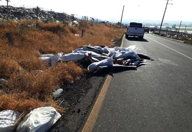 Suman 300 tiburones muertos tirados en carretera de Michoacán