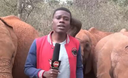 Bebé elefante le roba el show a reportero: video se hace viral