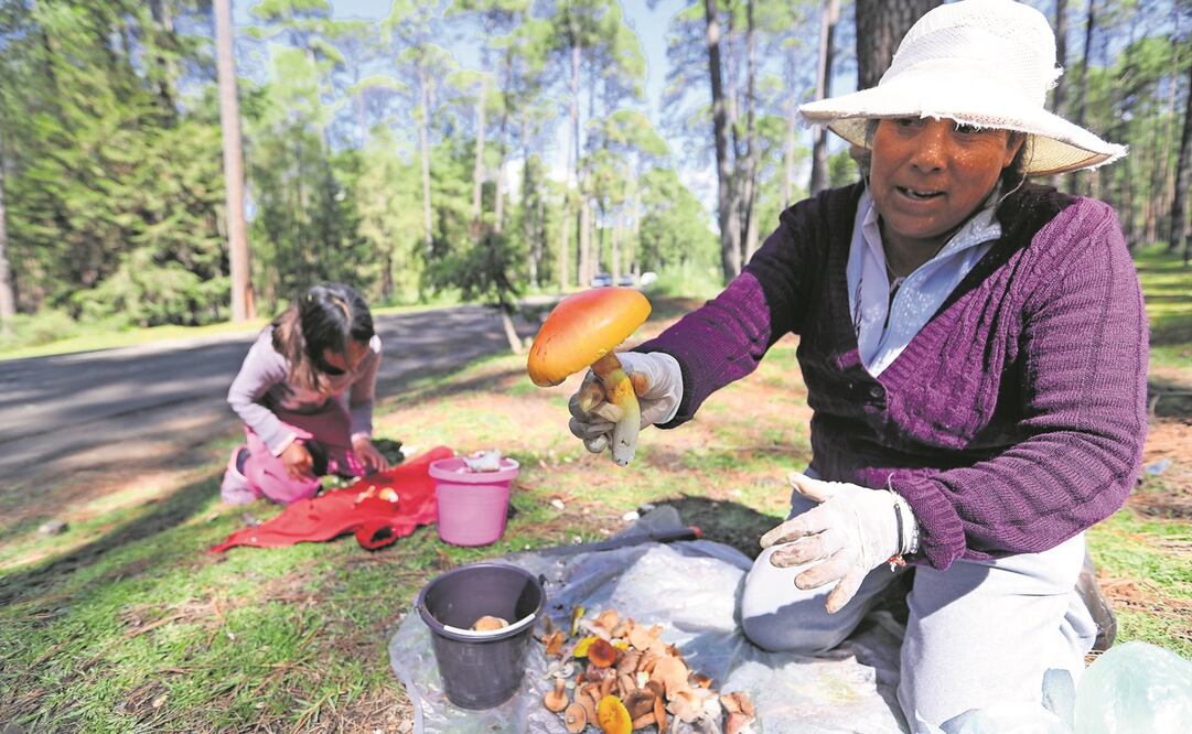 María y sus hijos gemelos recolectan los hongos para venderlos al pie de la carretera El Oro-Villa Victoria.