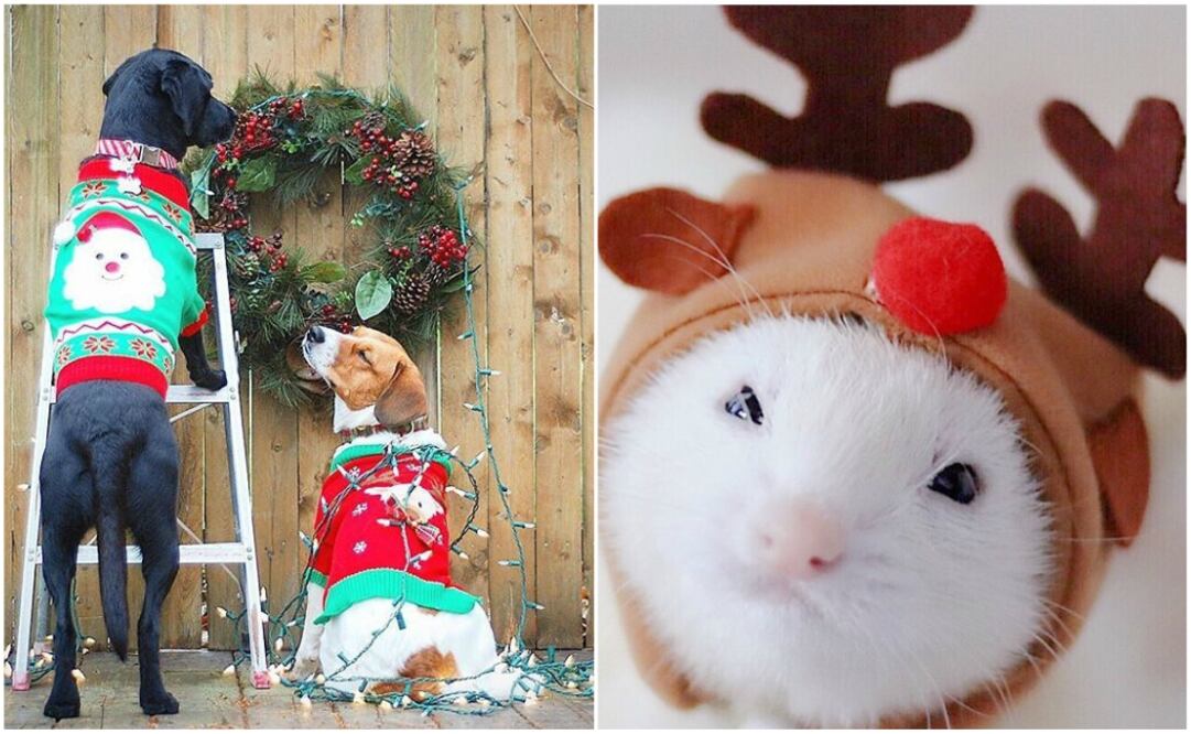 Foto:Instagram: Petco