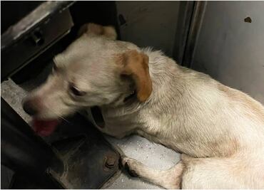 Rescatan a lomito de vías en la Línea B ¿Cómo está el avance en el Metro CDMX este miércoles 28 de junio?