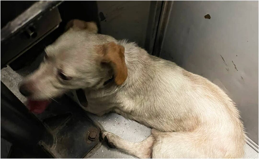 Rescatan a lomito de las vías del Metro de la CDMX. Foto: Especial