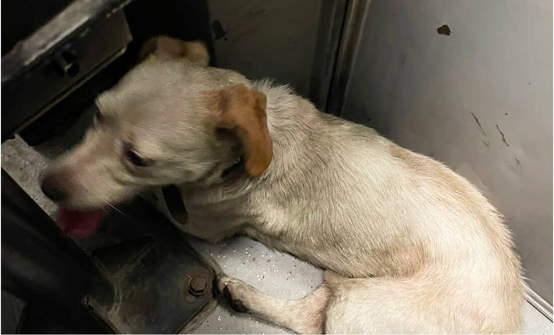 Rescatan a lomito de las vías del Metro de la CDMX. Foto: Especial