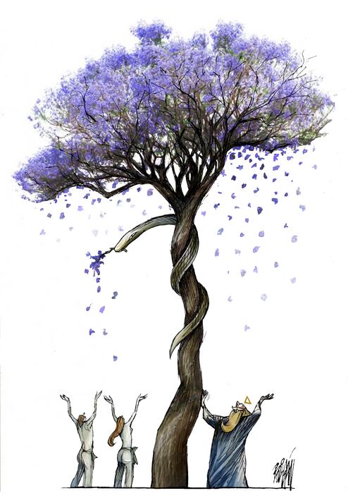 Jacarandas en el Paraíso
