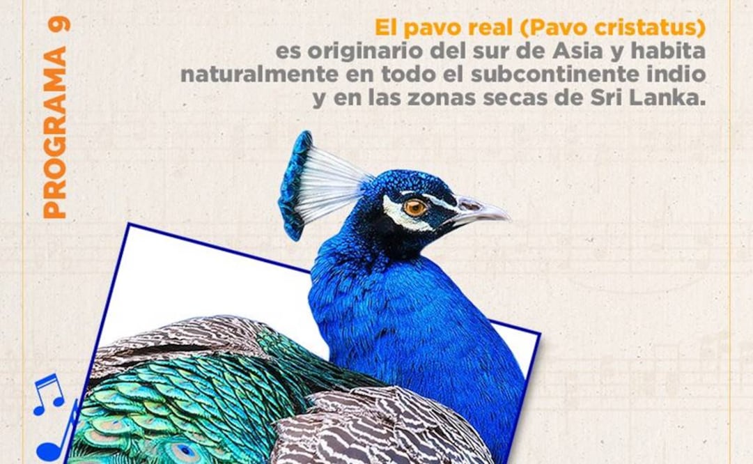 Cada programa de la Temporada Verano 2017 será representada por un animal. FOTO: Facebook/Orquesta Sinfónica de Minería.