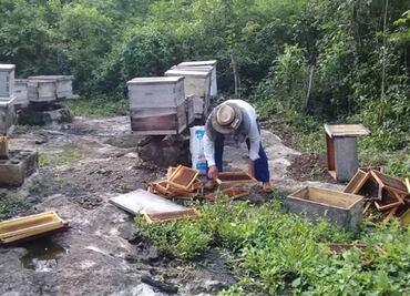 Lluvias dañan 50% de las colmenas en Yucatán