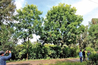 Sustituirán nogal de la glorieta de Miguel Ángel de Quevedo
