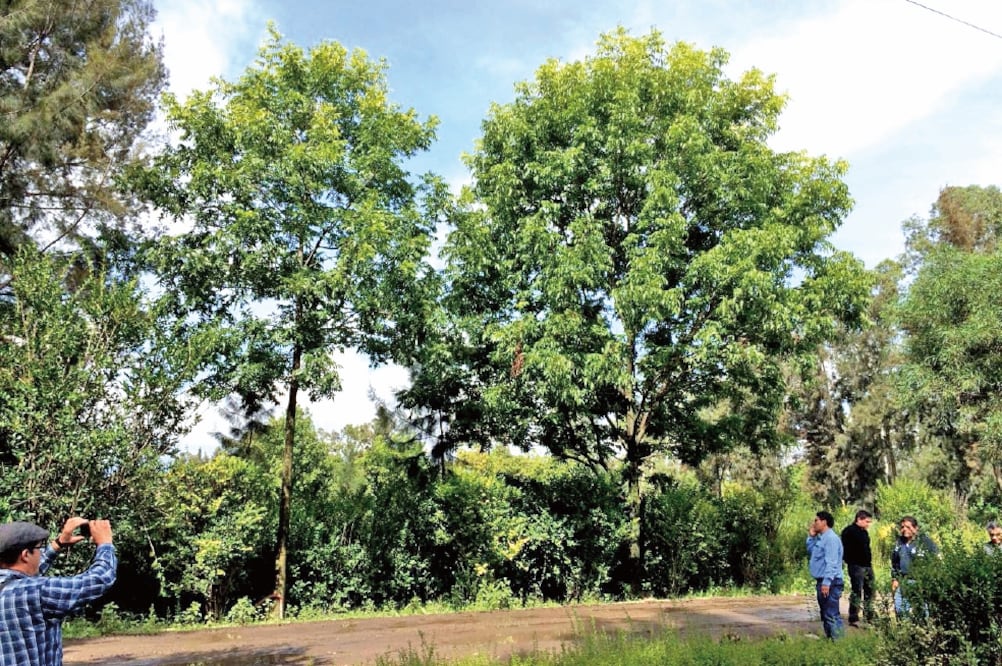 Se va a plantar un nogal de la misma especie que mide más de 10 metros altura, 8 metros de fronda o copa y un tronco con diámetro de 30 centímetros (GERARDO SUÁREZ.EL UNIVERSAL)