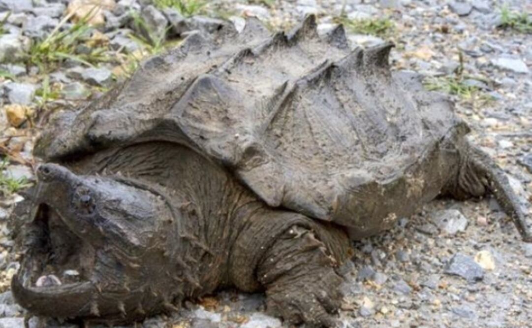 La última vez que una tortuga cocodrilo mordedora salvaje fue vista en Illinois fue en 1984. (Foto: Eurekaalert / Eva Kwiatek)