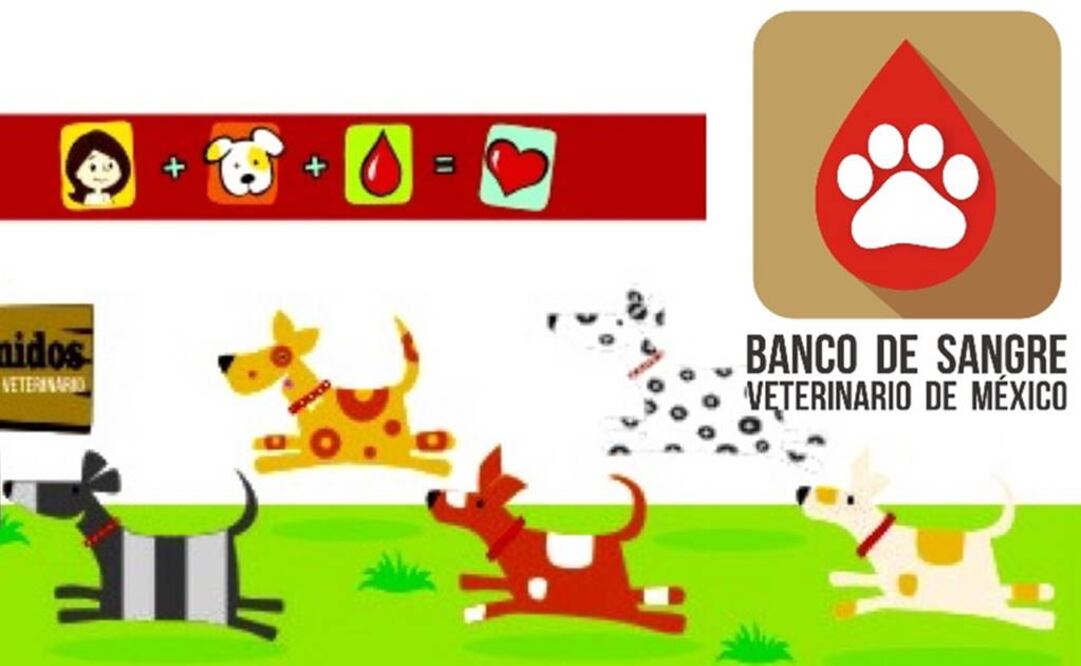Foto: Tomada de Facebook Banco de sangre veterinario de Mexico