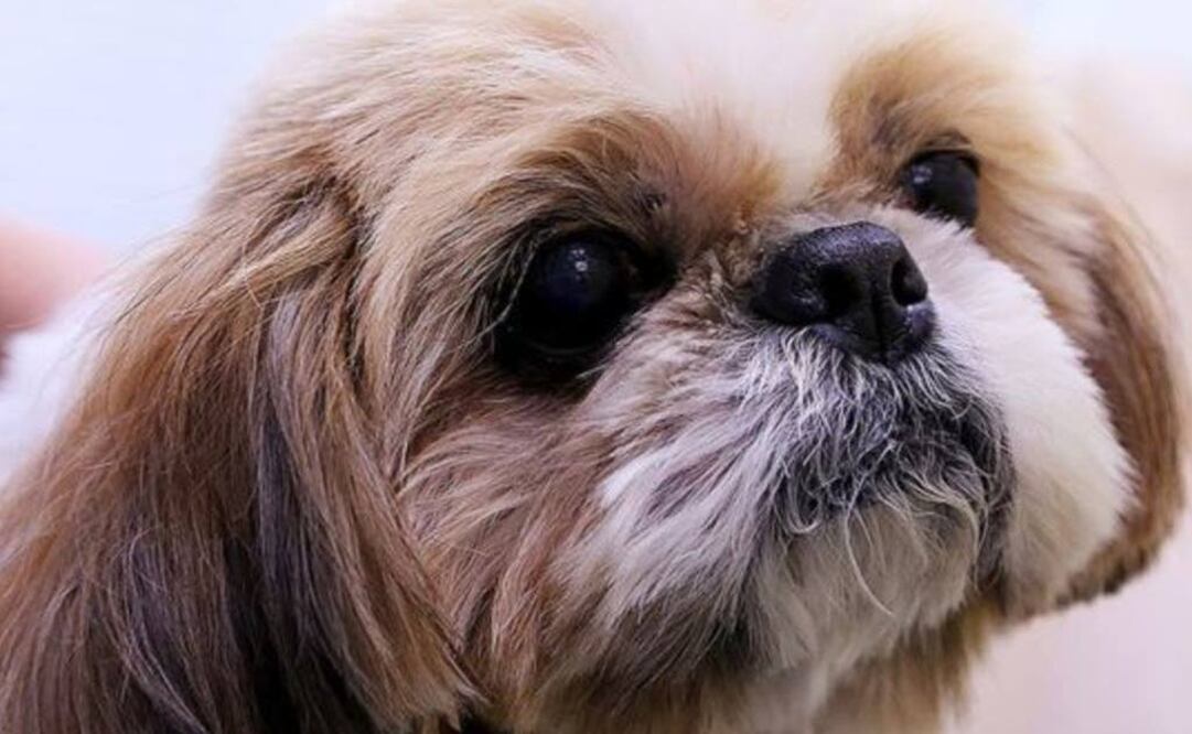 (Foto: La Nación / GDA / Argentina)