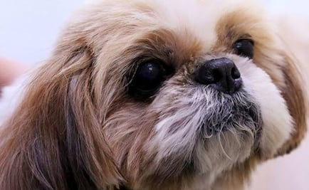 Sacrifican a perrita sana para enterrarla con su dueña en Virginia