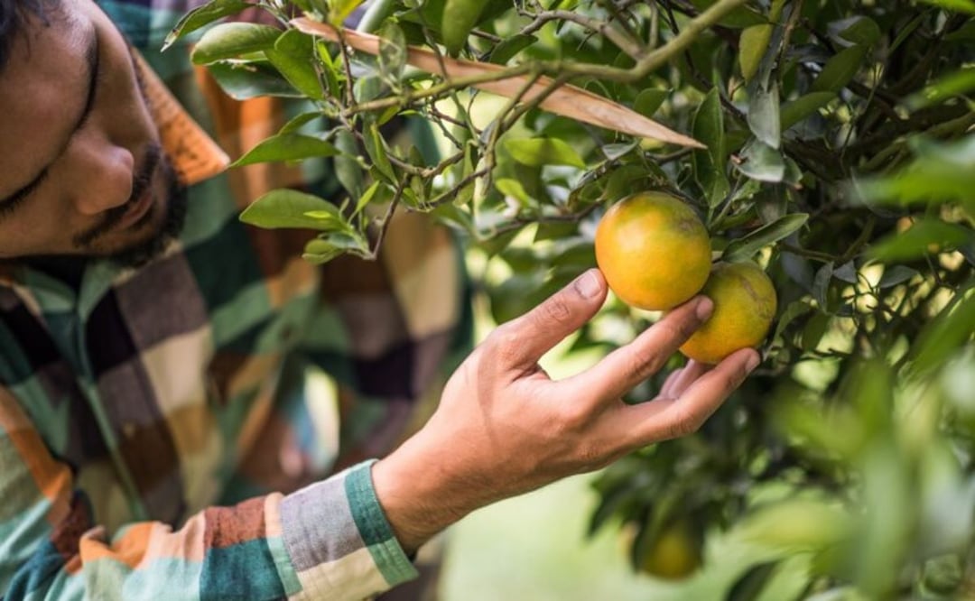 Un cítrico muy nutritivo. Fuente: Freepik