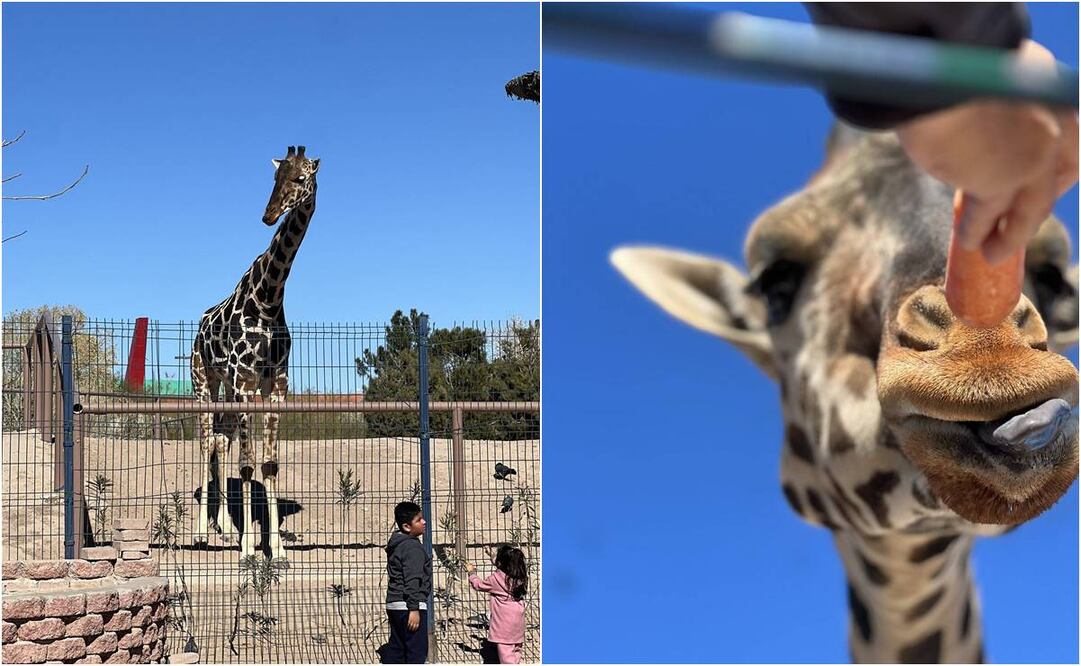 Familias acudir al Parque Central Poniente en Ciudad Juárez, Chihuahua, para visitar a la jirafa y así aprovechar las últimas horas que le quedan en esta localidad. Foto: X @SalvemosABenito