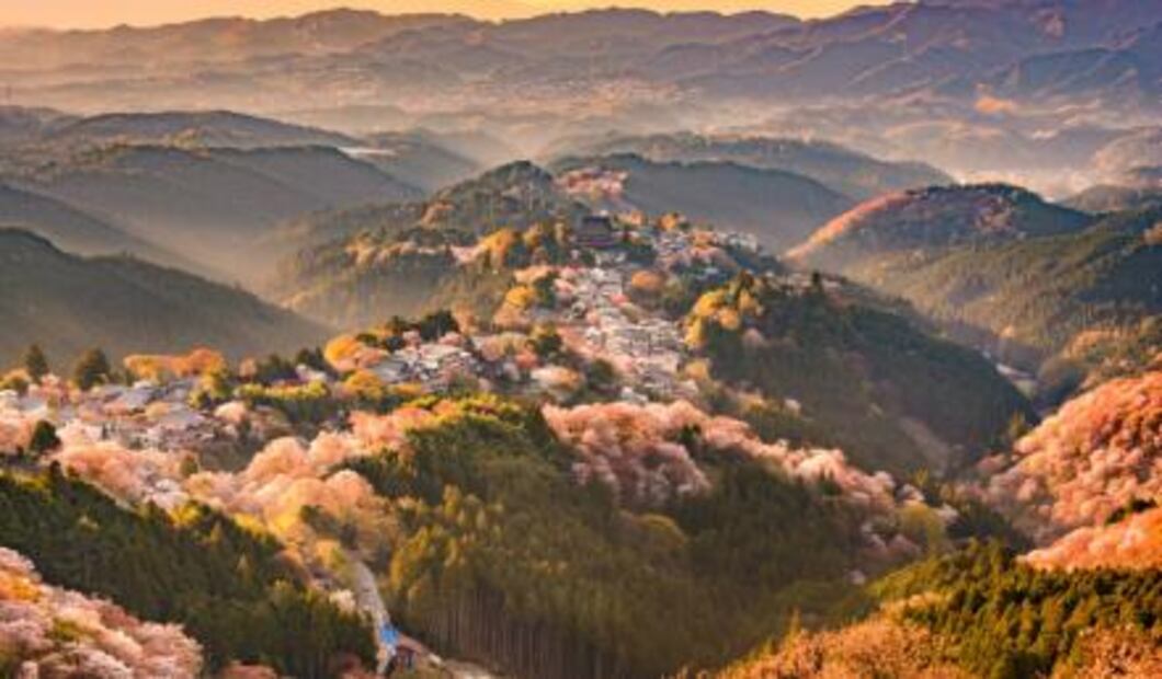 Japón se prepara para el gran fenómeno de los cerezos