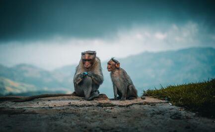 Mono llega al hospital por ayuda para su bebé