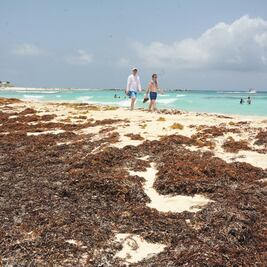 Sargazo en el Caribe mexicano no es un tema menor ni fifí: experto