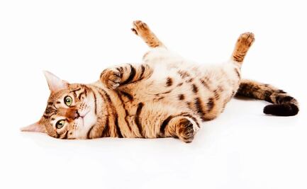 Gato se hace viral en TikTok por destapar cerveza con los dientes