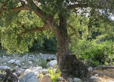 El misterio de los robles centenarios de Baja California Sur (y el secreto para salvarlos de la extinción)