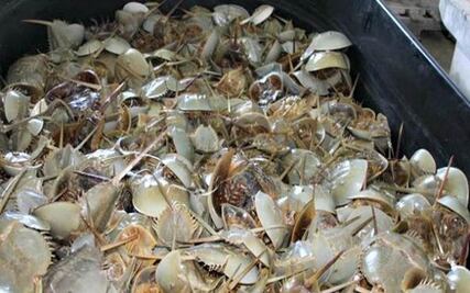 Detienen a hombre con 880 kilos de cucaracha de mar en Yucatán