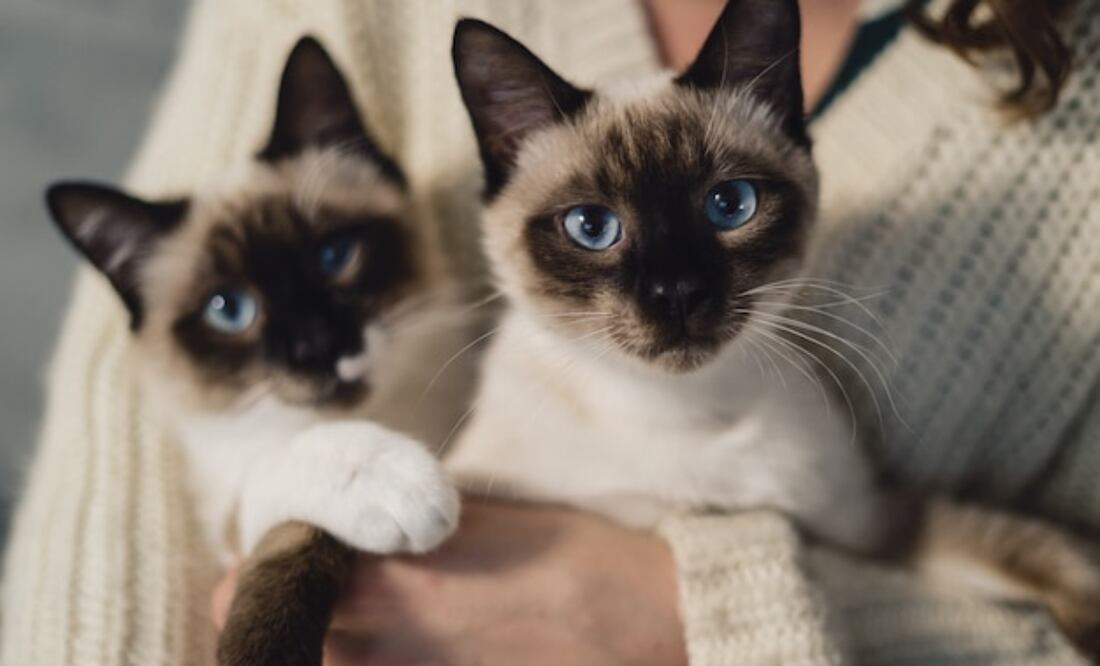 Cómo lograr que dos gatos convivan en armonía en casa. Fuente: Freepik.