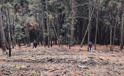 Profepa asegura 71 piezas de madera en rollo en Tlaxcala; impone clausura tras no acreditar su aprovechamiento forestal