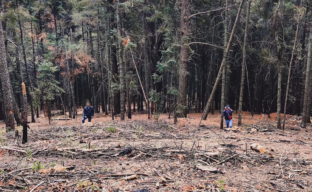 Profepa asegura 71 piezas de madera en rollo en Tlaxcala (03/04/2026). Foto: Especial