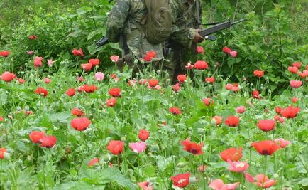 PF destruye 2 plantíos de amapola en Guerrero