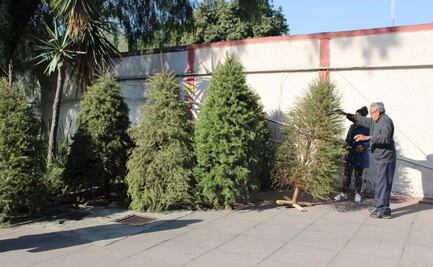 Arranca programa para reciclar árboles en Azcapotzalco