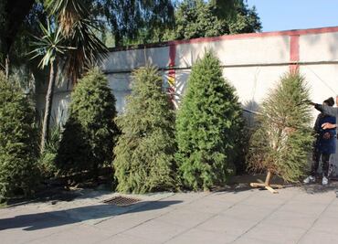 Arranca programa para reciclar árboles en Azcapotzalco